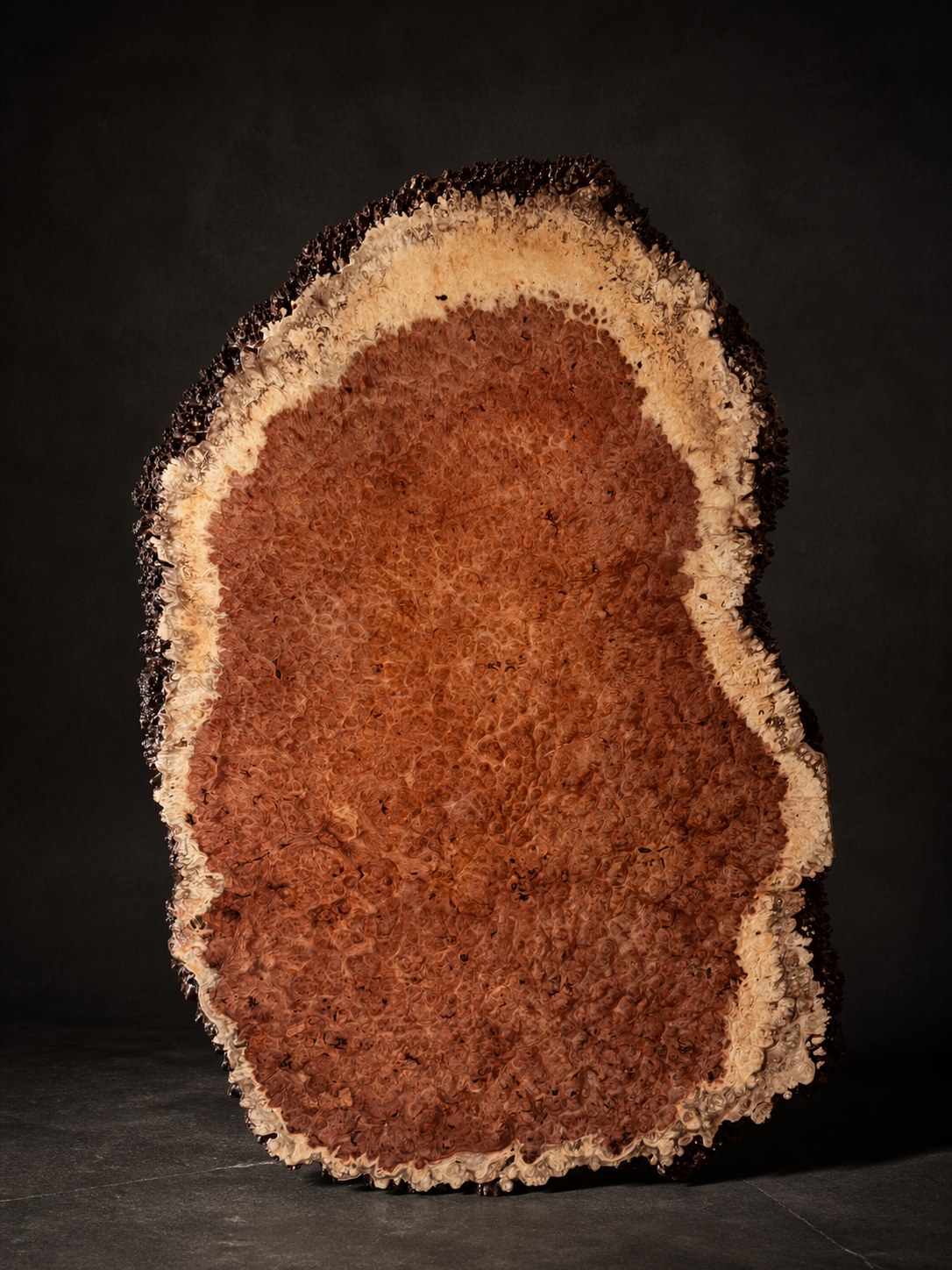 Vietnamese burl slab with a natural live edge in a dark gallery setting